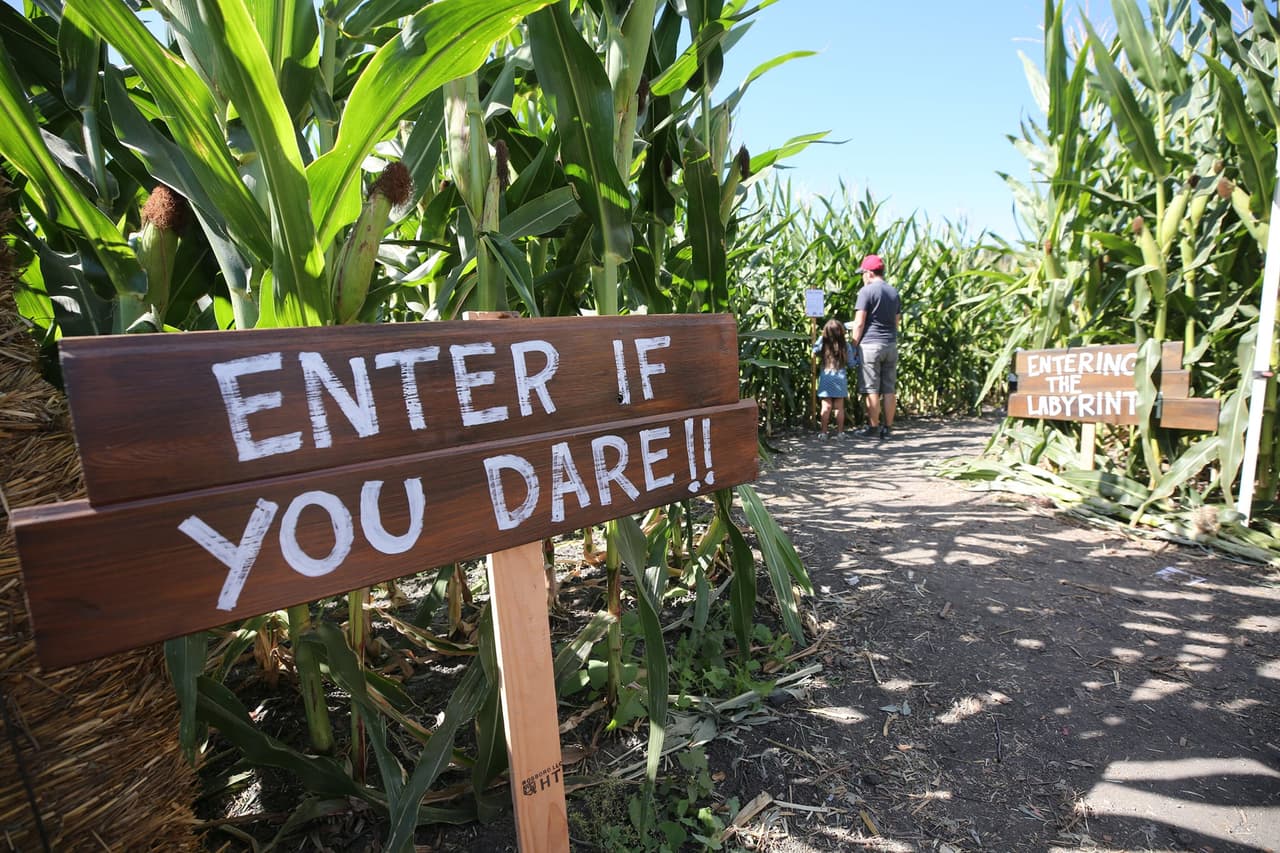 <b><a href="https://www.cpp.edu/~pumpkinfestival/attractions.html" target="_blank">Cal Poly Pumpkin Festival: </a></b>
<br>Abierto desde el 2 y hasta el 31 de octubre. Ofrece huerto de calabazas con decoraciones únicas para fotografías, paseos en carruajes, mini zoológico, laberinto de maíz, comidas y entretenimiento en vivo. Entradas solo disponibles en línea con un costo de: $ 5, $ 4 para niños de 3 a 12 años.
<br>Dirección: Centro AGRIscapes, Cal Poly Pomona, 4102 S. University Drive, Pomona.