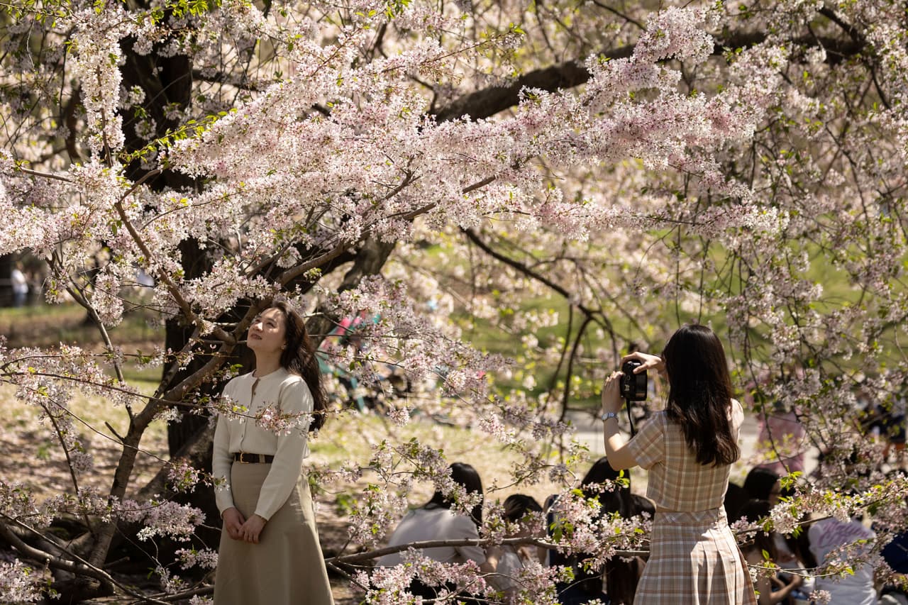 <b>5. Hunters Point South Park</b>
<br>En Long Island City, los cerezos rodean el parque con el skyline de Manhattan de fondo.
<b> Es uno de los lugares favoritos para fotografías</b>, especialmente cuando las flores comienzan a abrir a inicios de abril.