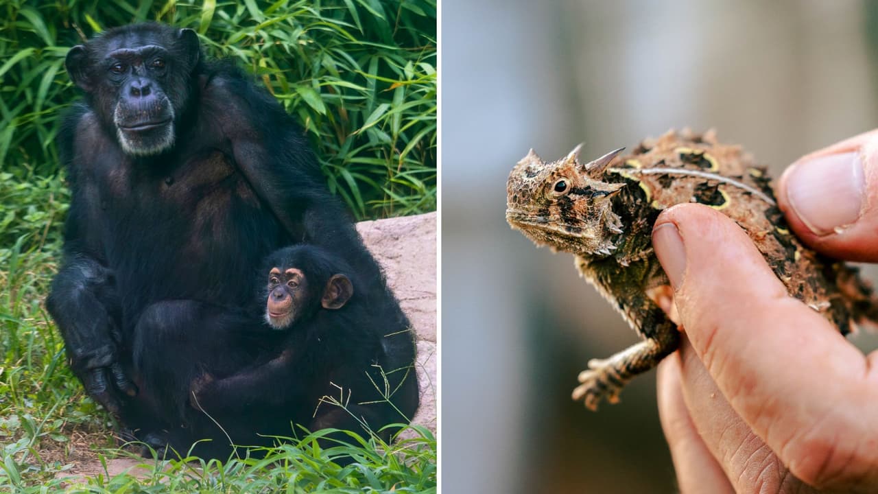 <h3 class="cms-H3-H3">Qué incluye el Wild Pass </h3>Los visitantes pueden disfrutar de 
<b>más de 40% de ahorro en comparación con comprar cada atracción por separado</b>. El Wild Pass incluye:
<br>
<b>Pase ilimitado</b> al carrusel Endangered Species Carousel. 
<br>
<b>Rides ilimitados</b> en el Monarch Express, el mini-tren que recorre parte del zoológico. 
<br>
<b>Entrada libre</b> al mundo prehistórico de Destination: Dinosaurs, una exposición con más de 100 réplicas a escala real. 
<br>
<b>Una oportunidad</b> para alimentar jirafas en el área más fotografiada del zoo. 
<br>
<b>Una experiencia</b> de alimentación con aves exóticas en Bird’s Landing. 
<br>
<b>Una experiencia </b>de realidad virtual en Wild Explorer VR, donde se puede “viajar” por hábitats salvajes sin salir de Dallas. 
<br>
<b>Cada Wild Pass es personal e intransferible</b>, válido para una sola persona el día de la visita. Los niños de 3 años en adelante pueden tener el suyo.