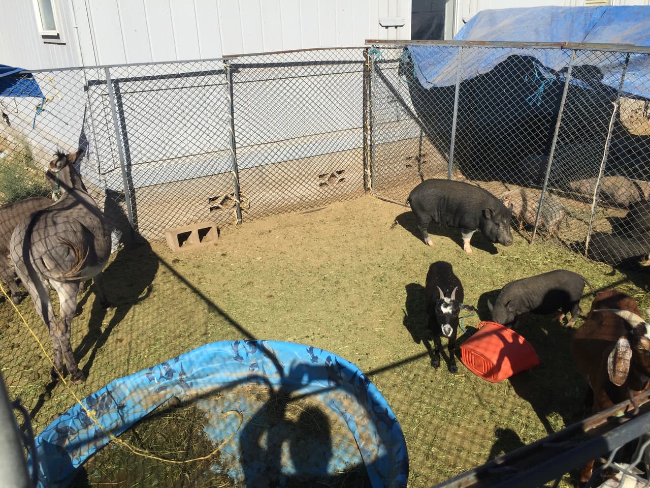 Algunos animales permanecían a las afueras de la vivienda bajo las altas temperaturas de Arizona.