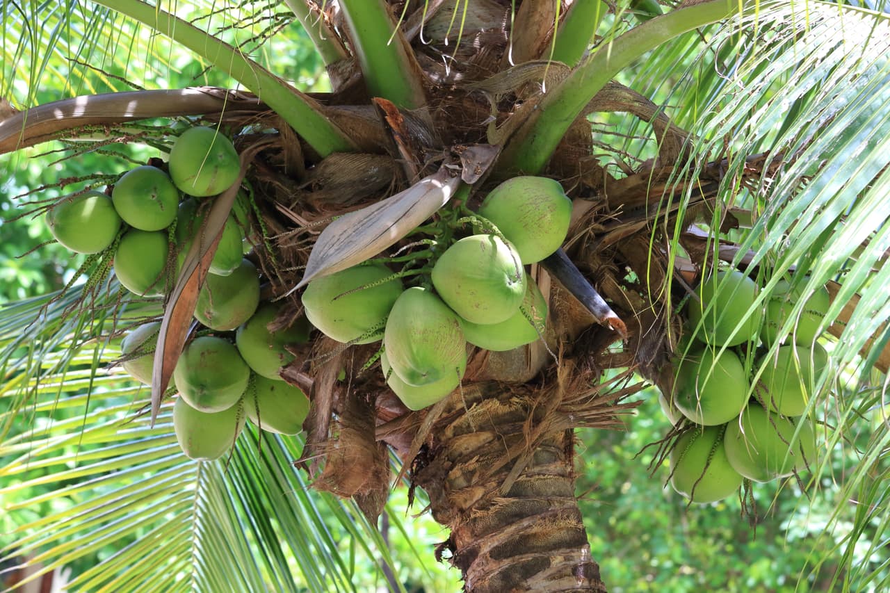 En vista de que 
<b>el aceite de coco no tiene ningún beneficio que contrarreste su alto nivel de grasas saturadas</b>, la American Heart Association aconseja limitar su consumo. Esto no quiere decir que debas excluirlo por completo de la dieta, sino que, como todo, es preferible que lo uses con moderación.