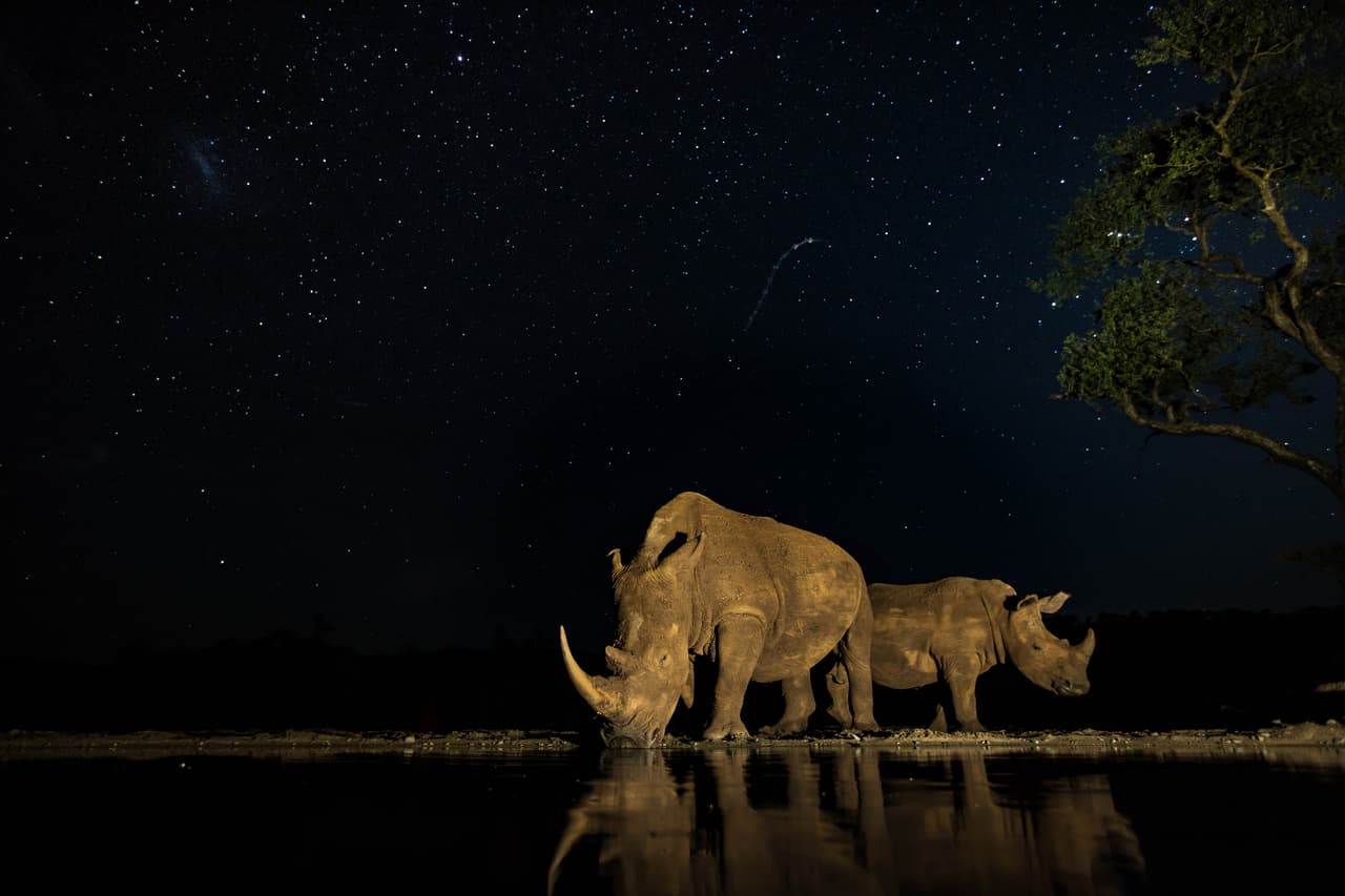 <b>“Bajo las estrellas’.</b> Un grupo de hipopótamos en un estanque de la reserva Zimanga, en Sudáfrica. Finalista en la categoría ‘naturaleza y vida silvestre’.
