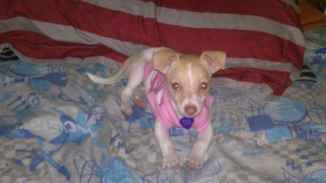 Yubisay Celeste Vivas Sebastiani - "Tita mi hermosa Chihuahua".