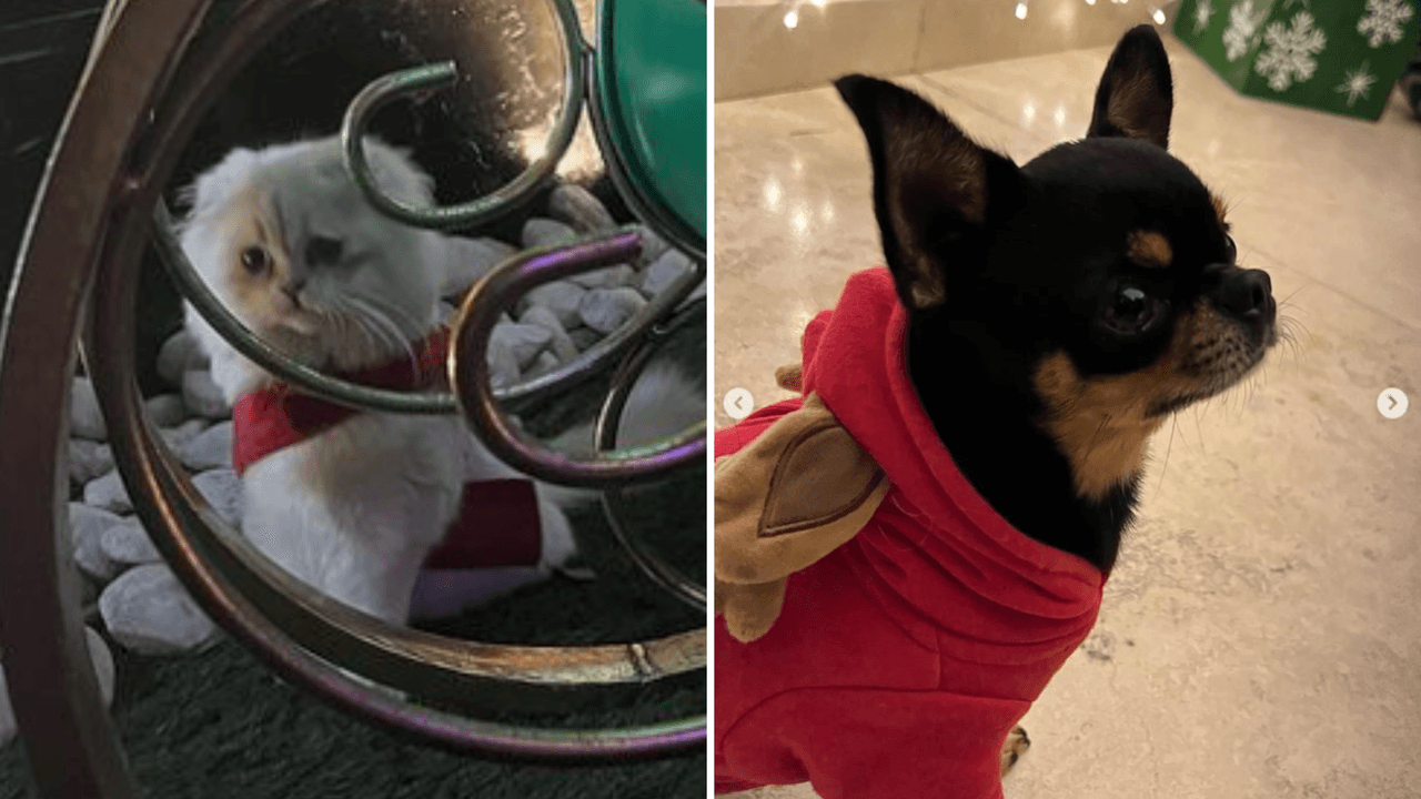 Belinda y su festejo de Navidad 2022