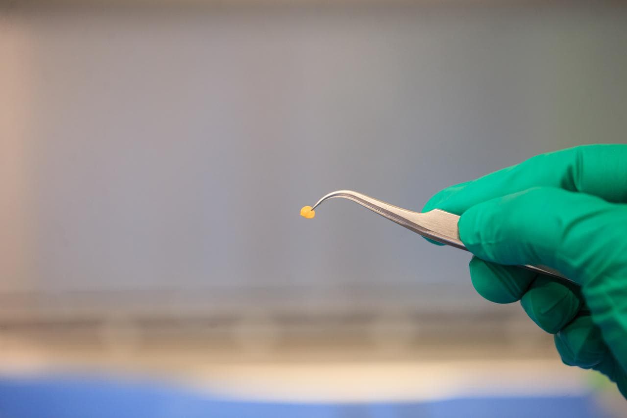 Esta imagen muestra una semilla de chile que fue preparada por investigadores del Centro Espacial Kennedy de la NASA en Florida antes de enviarla a la Estación Espacial. La imagen está fechada el 8 de abril de 2021.