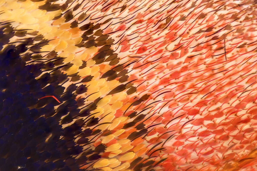 <i>Citharias aurorina</i>