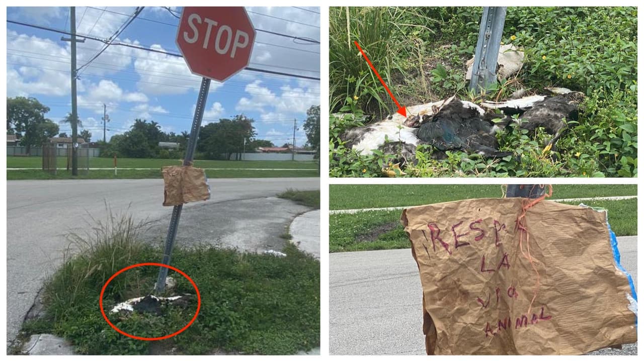 Marcos Moreno dijo que encontró a los patos muertos y los colgó en la 15 court del oeste de Hialeah, con la intersección de la calle 73.