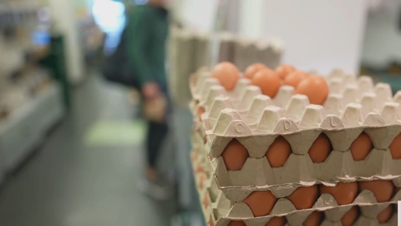 Gripe aviar avanza en Texas mientras precio del huevo sigue en aumento en restaurantes y comercios