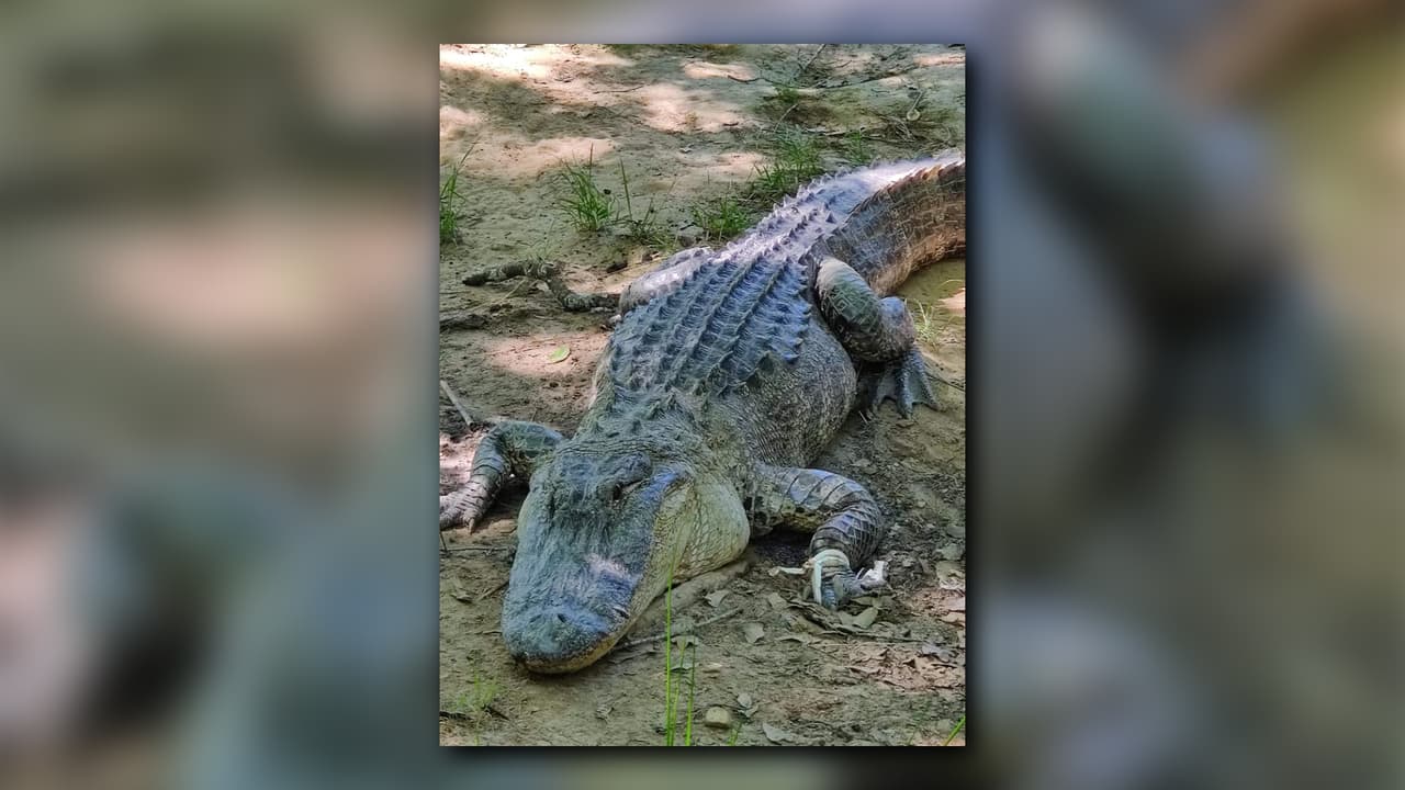 Un caimán bloqueó temporalmente el paso por Joe Tamplin Industrial Boulevard, en Macon, Georgia agentes de la oficina de Control de Animales del condado de Bibb, lograron sacar al reptil de la vía y fue trasladado a su hábitat natural en Bond Swamp National Wildlife Refuge en Macon.