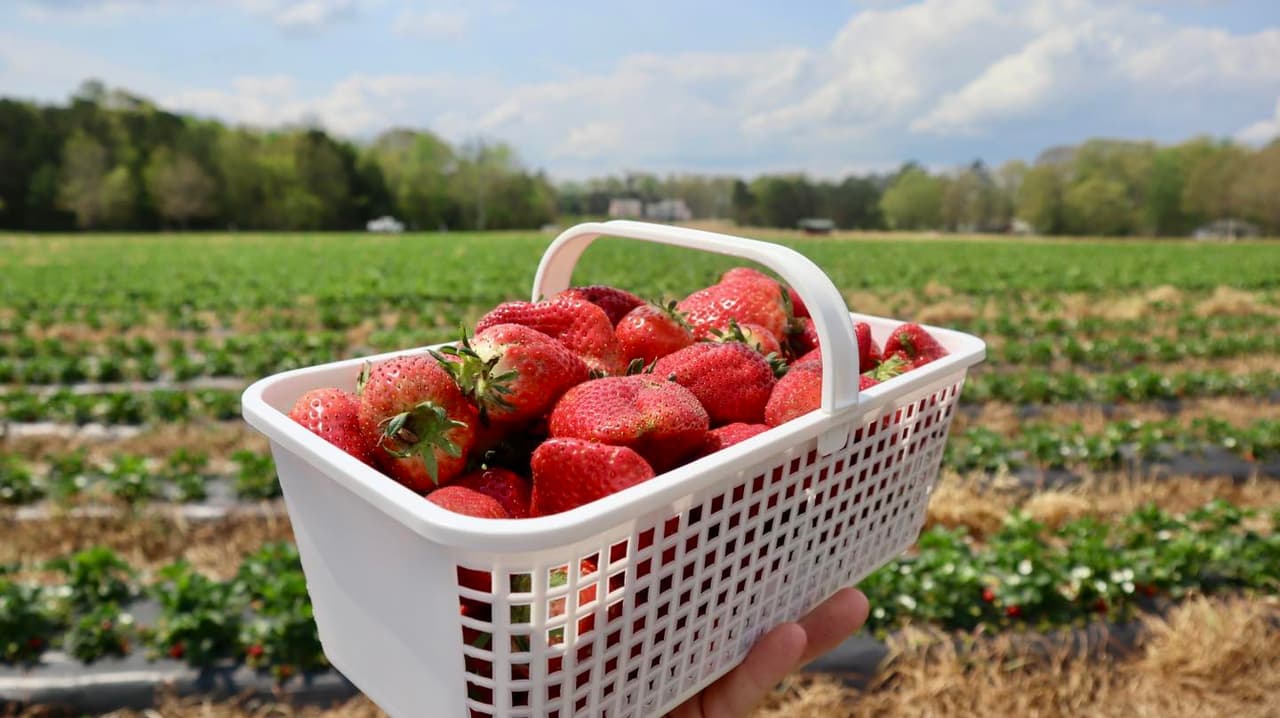 <b>Carrigan Farms</b>
<br>Dirección: 1261 Oak Ridge Farm Hwy, Mooresville, NC. 28115-6978
<br>Teléfono: 704-664-1450
<br>Sitio web: 
<a href="https://www.carriganfarms.com/">https://www.carriganfarms.com/</a> 
<br>
<b><a href="https://goo.gl/maps/qGxTouPH32NWThkUA?coh=178573&entry=tt">Cómo llegar</a></b>
<br>
<br>Carrigan Farms se especializa en el cultivo de frutas y verduras frescas. Cada mes de mayo, los campos de fresas de la granja están abiertos al público para la recolección de fresas.