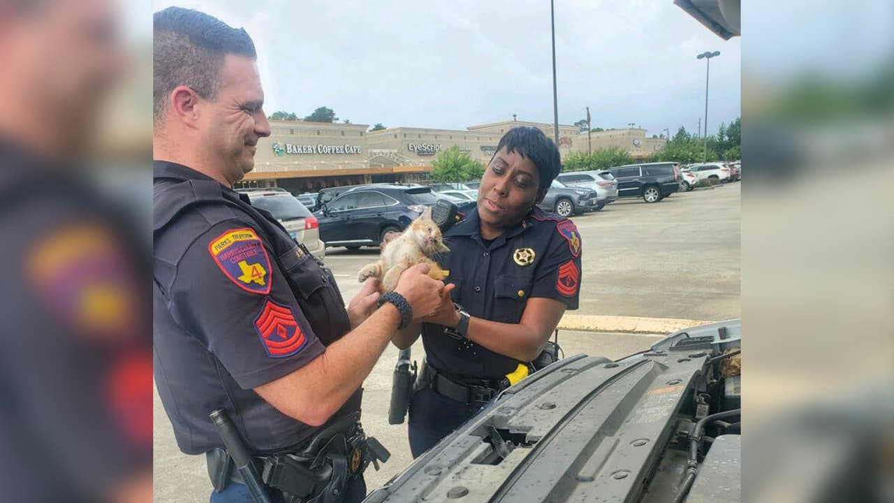 El conductor del auto escuchó los maullidos del gato y llamó a las autoridades.