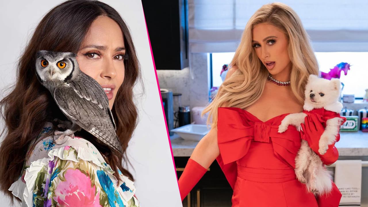 Las mascotas millonarias de las celebridades: viven mejor que cualquiera