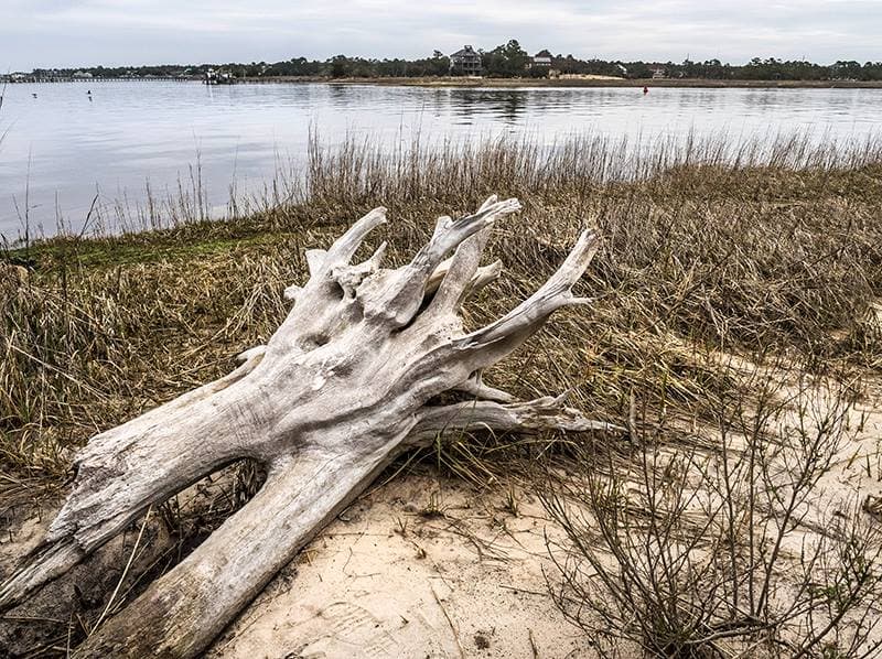 Ubicado en un área llena de historia y diversidad natural, el parque incluye un centro de visitantes con exhibiciones de su entorno. Más,
<b><a href="https://www.ncparks.gov/carolina-beach-state-park/home" target="_blank">aquí</a></b>.