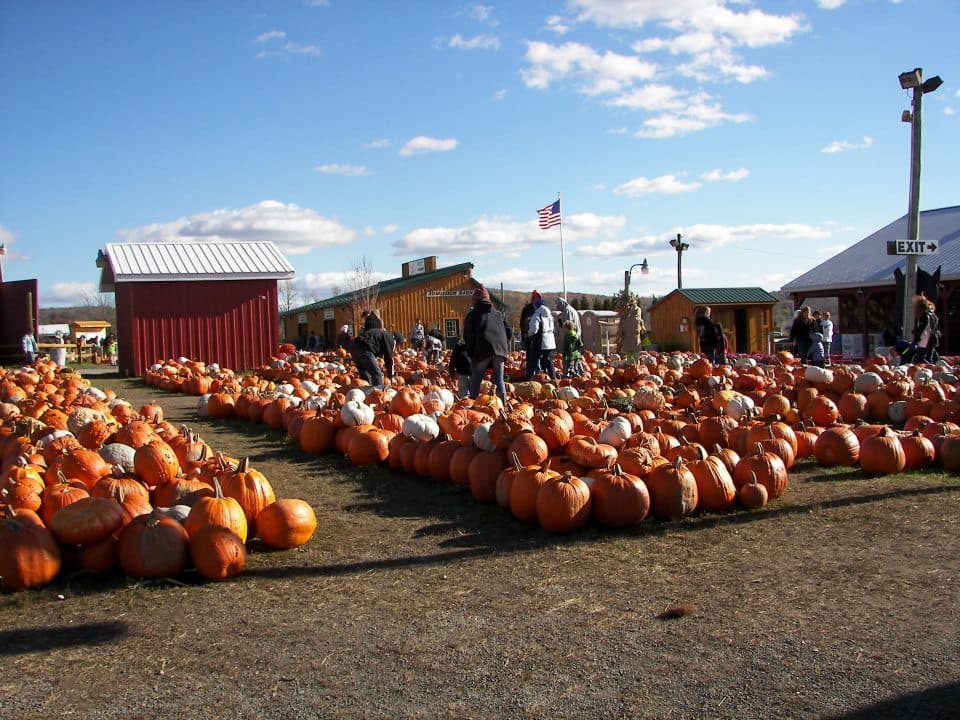 <b><a href="https://robafamilyfarms.com/">Roba Family Farms (North Abington Township)</a></b>. Roba Family Farms cuenta con un enorme huerto de calabazas repleto de calabazas de color naranja brillante en todas las formas y tamaño. Una vez que hayas elegido esas calabazas perfectas, disfruta del resto de las actividades del festival, incluido perderse en un laberinto de maíz, disfrutar de un paseo en heno y ver los cañones de calabaza.
<br>
<br>
<b><a href="https://g.page/robafamilyfarms?share">Cómo llegar</a></b>