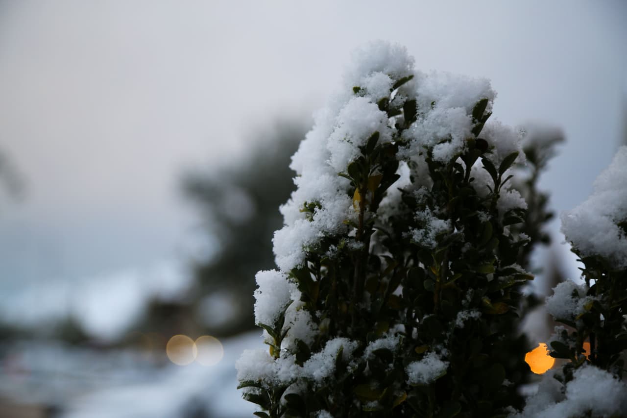 Los copos de nieve pintaron de blanco muchos árboles del sur del estado de Texas.