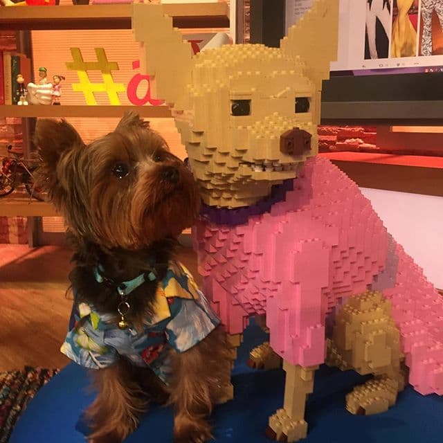 Un nuevo amigo llegó a la casita. Le damos la bienvenida a Tobi Valdes. (Abril 11, 2016)