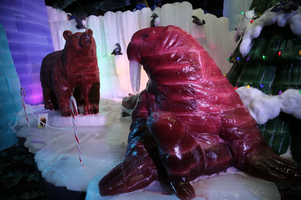 Una sorprendente morsa, un mamífero semiacuático de gran tamaño que habita en los mares árticos.