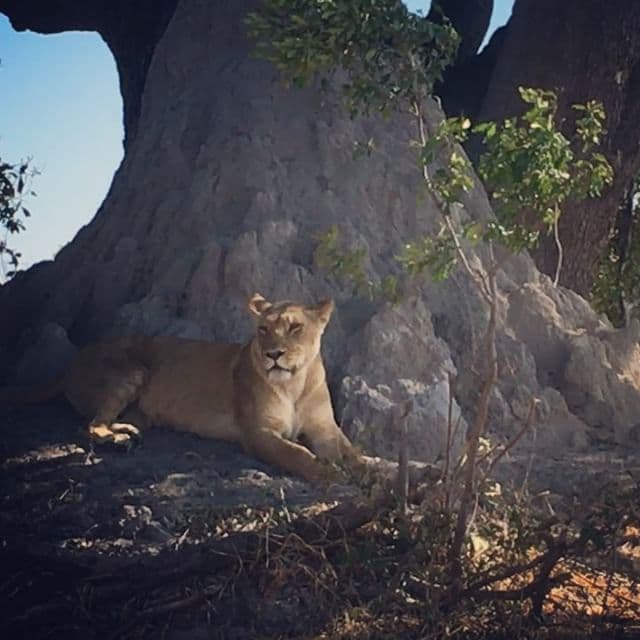 Prefirieron un safari lleno de peligros y adrenalina.