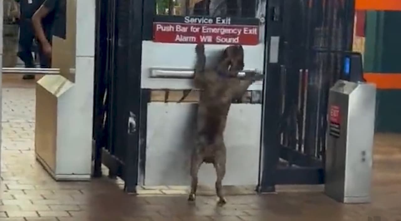 Hombre entrena a su mascota para que abra puerta de emergencia para no pagar el Metro