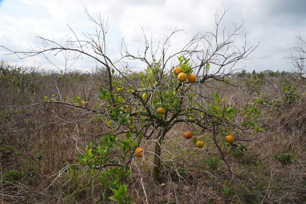 <b>El consumo de jugo de naranja ha disminuido en EE. UU.</b>, incluso después del pequeño repunte durante la pandemia.