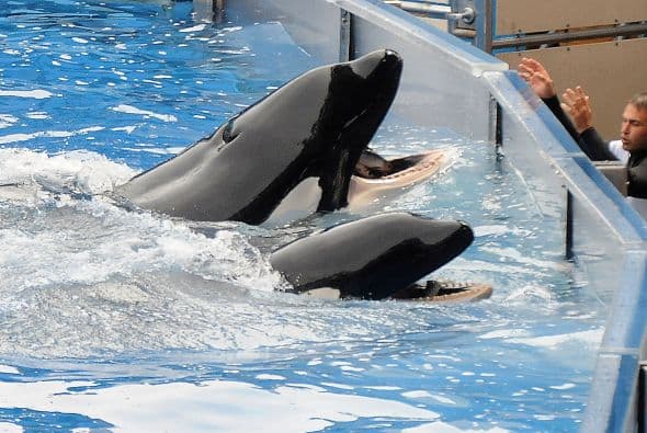 A manera de prevención, el centro Sea World puso en marcha una serie de medidas de seguridad para sus entrenadores tras la muerte de Brancheau.