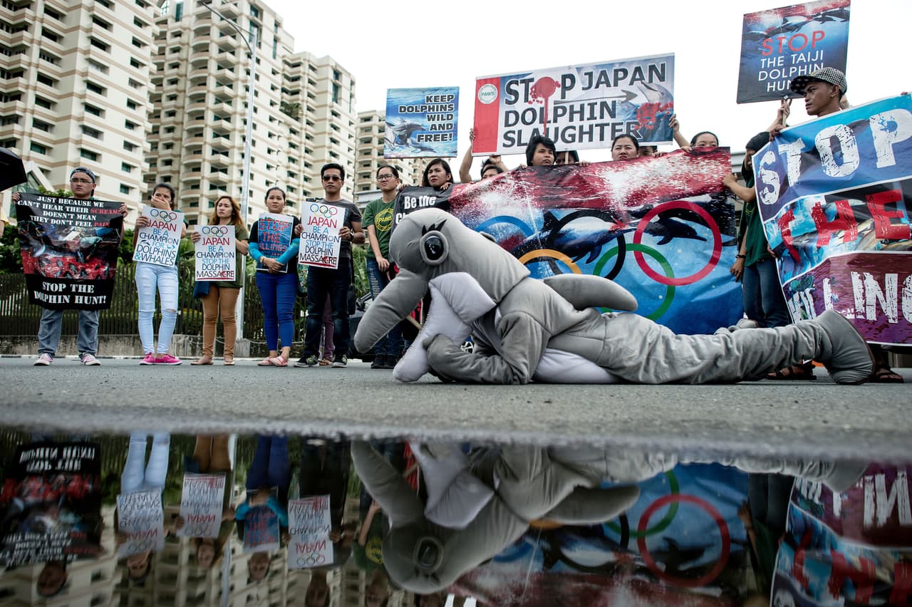 Los delfines y pequeños cetáceos son capturados en Taiji mediante un método tradicional inventado en este pueblo, por el cual varias embarcaciones crean un muro de sonido que empuja a los ejemplares a la bahía en la que son seleccionados y luego arponeados. (AFP)