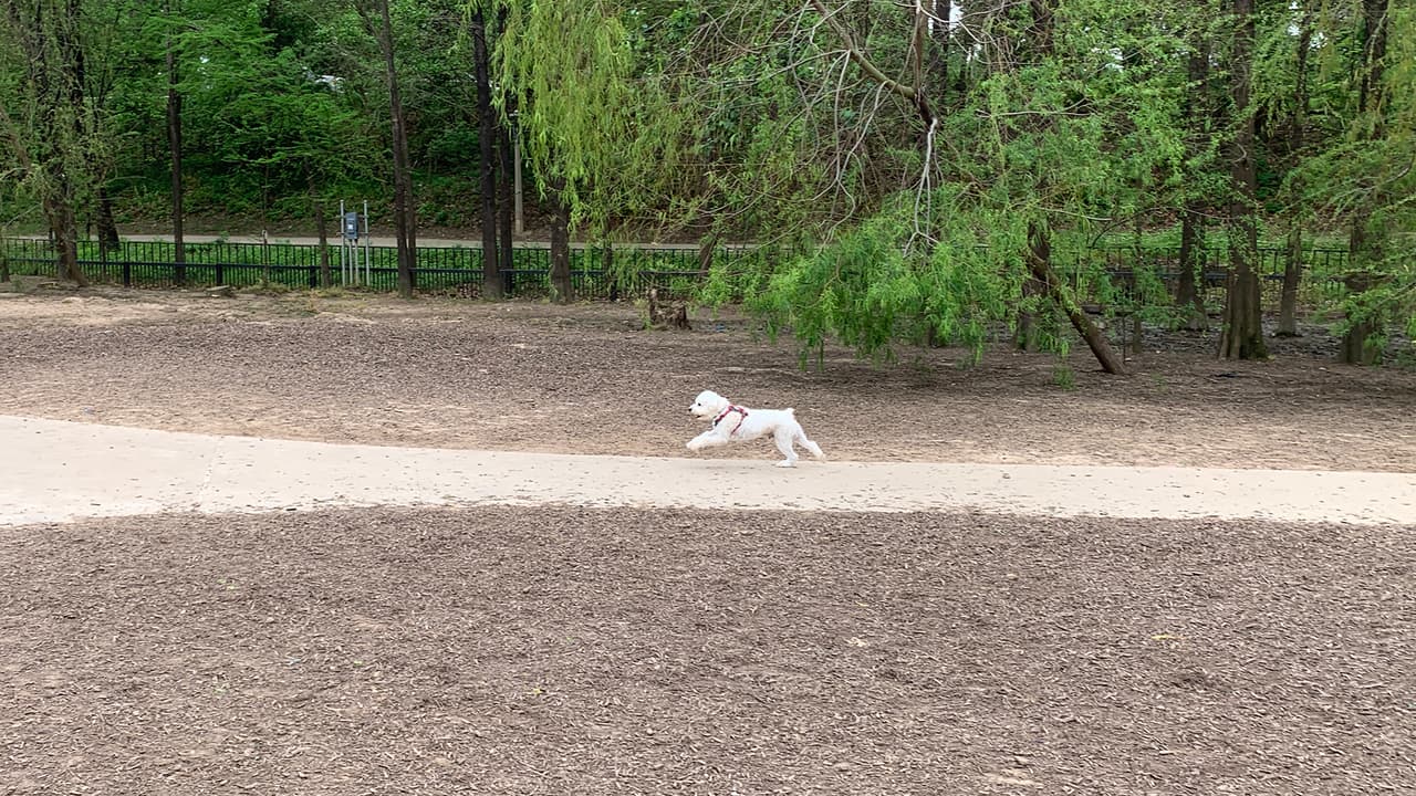 Los canes corren felices en estas áreas que están adaptadas de manera especial para ellos.