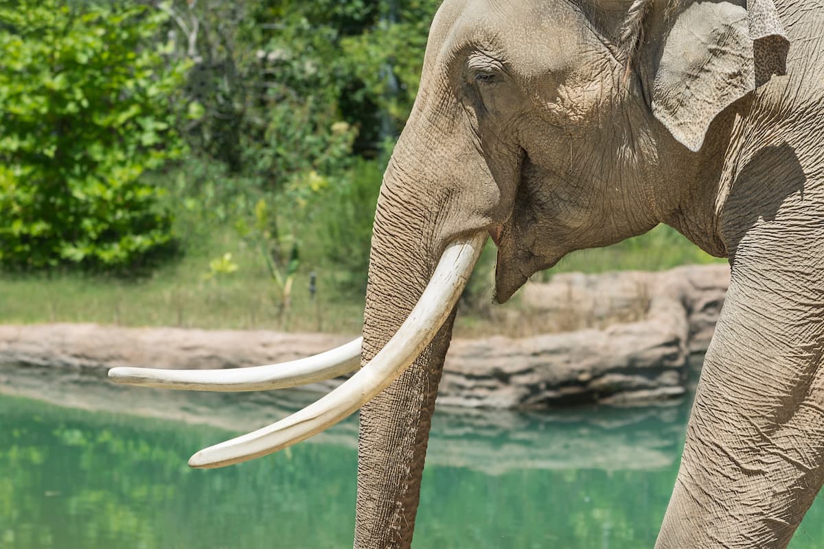 Según el personal, los visitantes son más que curiosos sobre los elefantes por lo que suelen recibir muchas preguntas sobre su tamaño, edad e inteligencia.