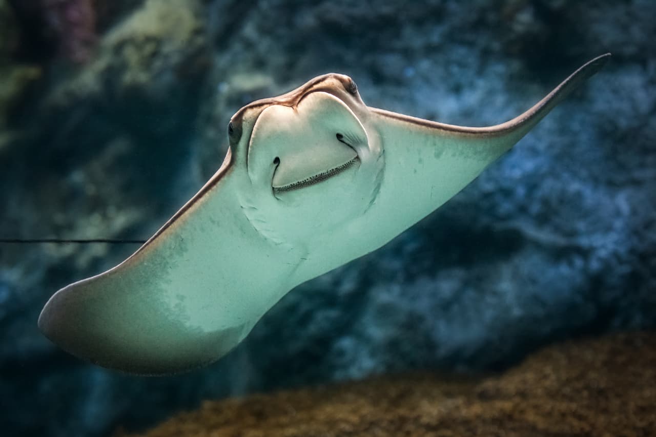 Cada vez son más los espacios recreativos abiertos en California y para los amantes de la vida marina el
<a href="https://www.aquariumofpacific.org/" target="_blank">Aquarium of the Pacific</a> presenta una exhibición de arrecifes de coral con diferentes especies de peces y criaturas marinas de los océanos del planeta.
<br>
<b>Dirección</b>: 100 Aquarium Way, Long Beach, CA 90802.
<br>Hay que hacer reservación y tiene un costo para visitantes mayores de 12 años