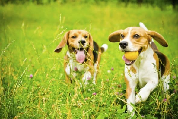 Rescatan perros de condiciones inseguras y frío extremo en Filadelfia 