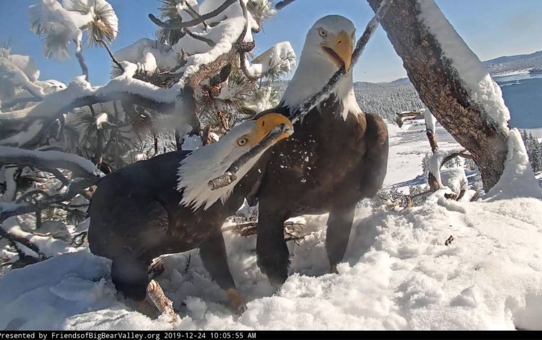 La pareja de águilas que se volvió viral en 2018 cuando Los Amigos de Big Bear Valley y Big Bear Eagle Nest Cam dieron a conocer las imágenes de una cámara instalada en el nido de las imponentes aves en California.
