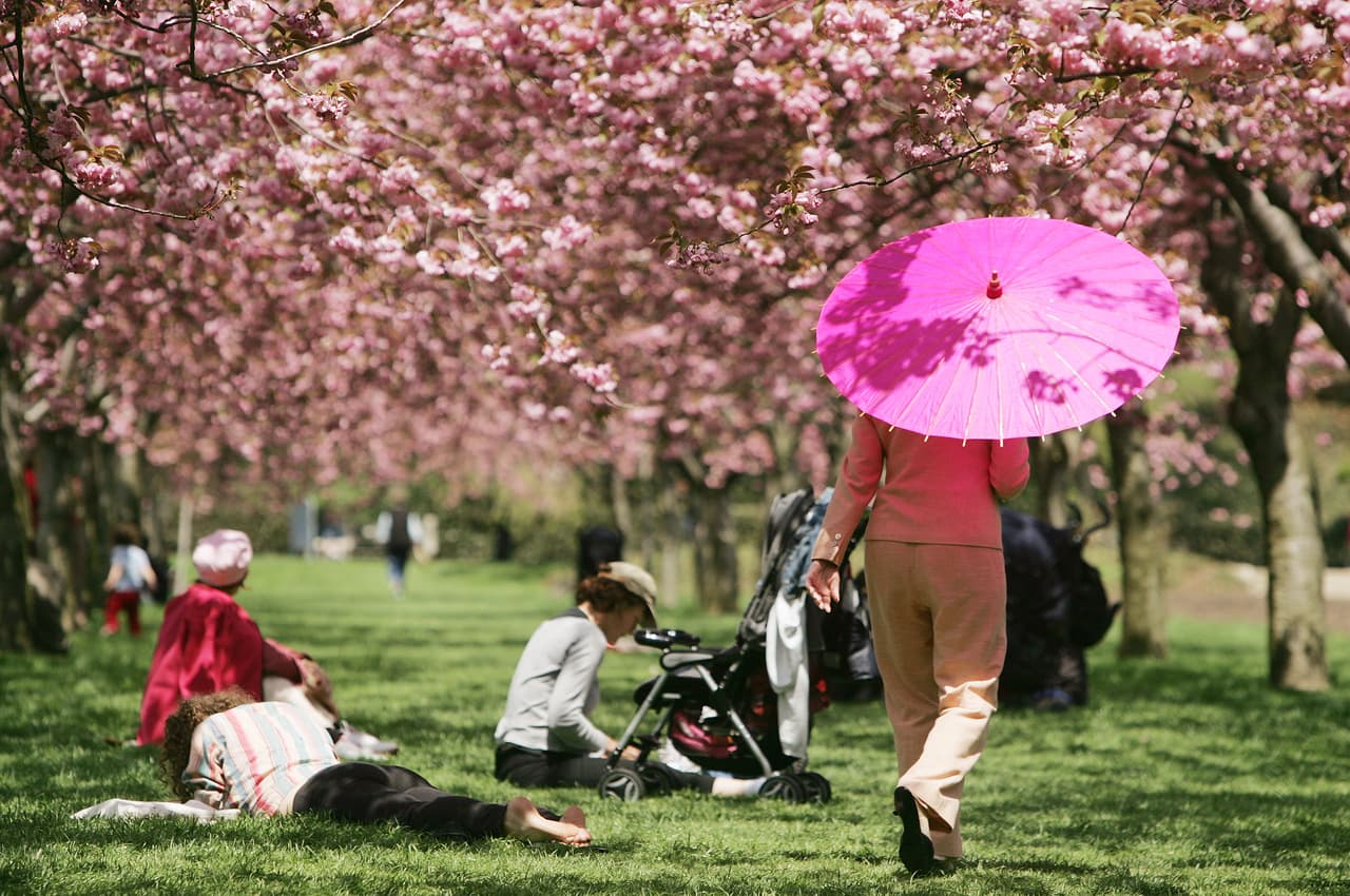 Aquellos que asistan podrán vestirse de sus personajes animé favoritos.