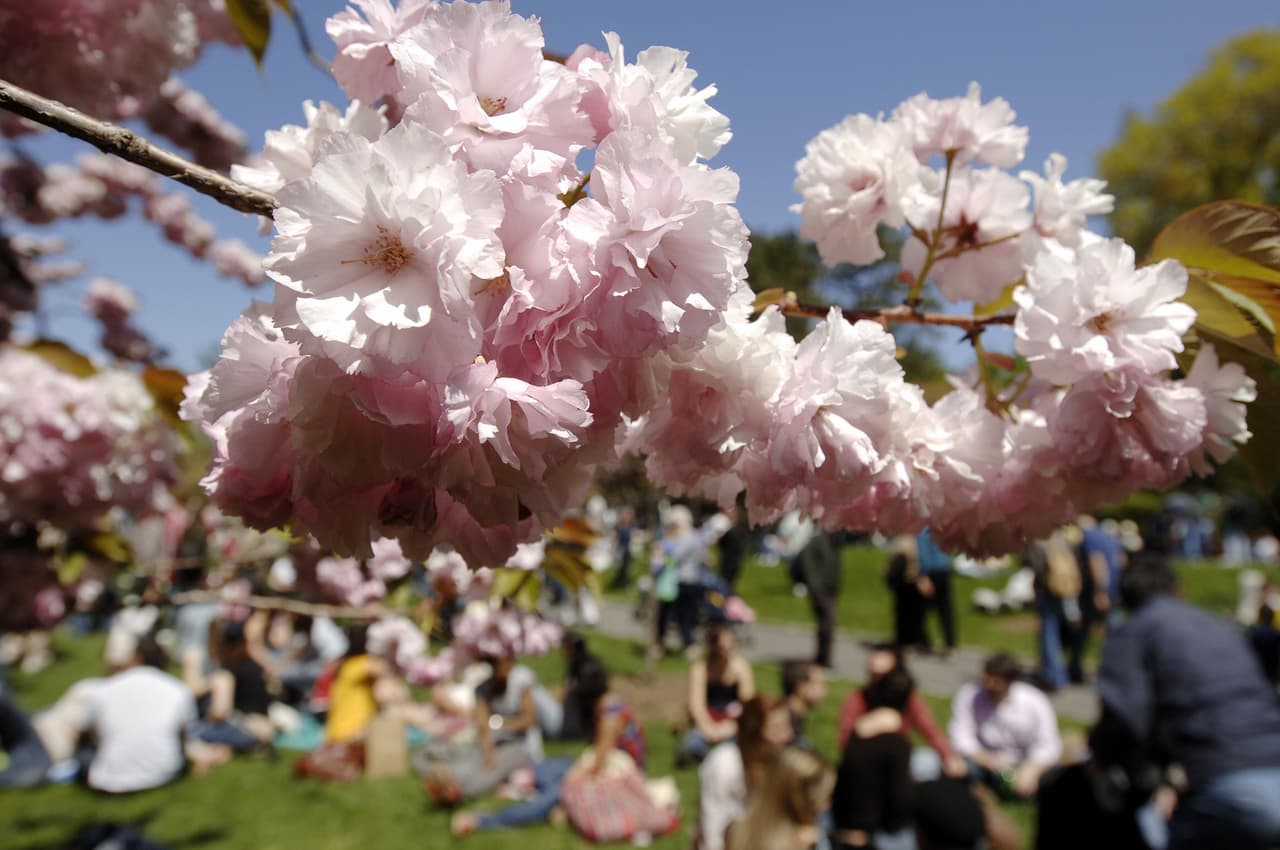 Además de la primavera, también se celebrará la cultura japonesa junto al típico árbol japonés.