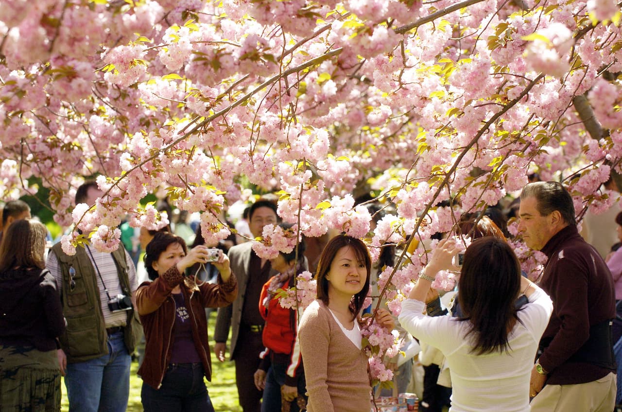 Neoyorquinos podrán celebrar la primavera con la delicada belleza que brinda el festival Sakura Matsuri.