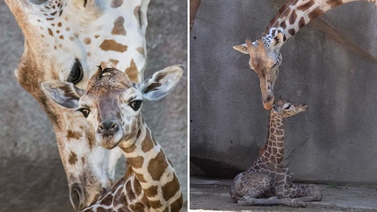 Jirafa nace frente a visitantes del zoológico y todo queda grabado en video