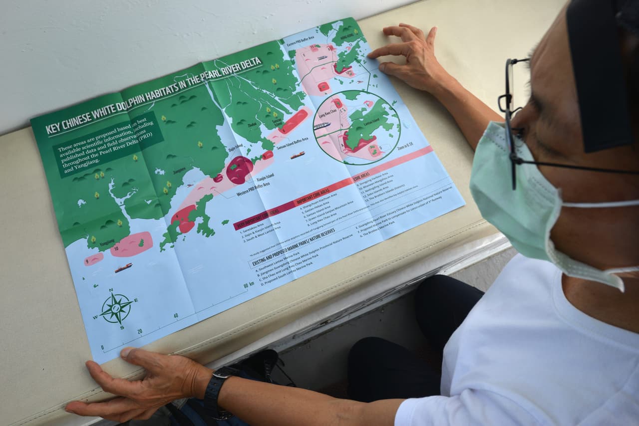 La escarpada costa sur de la isla periférica de Lantau en Hong Kong ofrece refugio a los delfines contra tifones y depredadores. Pero también es donde viajan los ferries entre Macao y el centro financiero.
<b> Los conservacionistas están haciendo campaña para expandir un parque marino existente para proteger mejor a las especies vulnerables.</b>
<br>