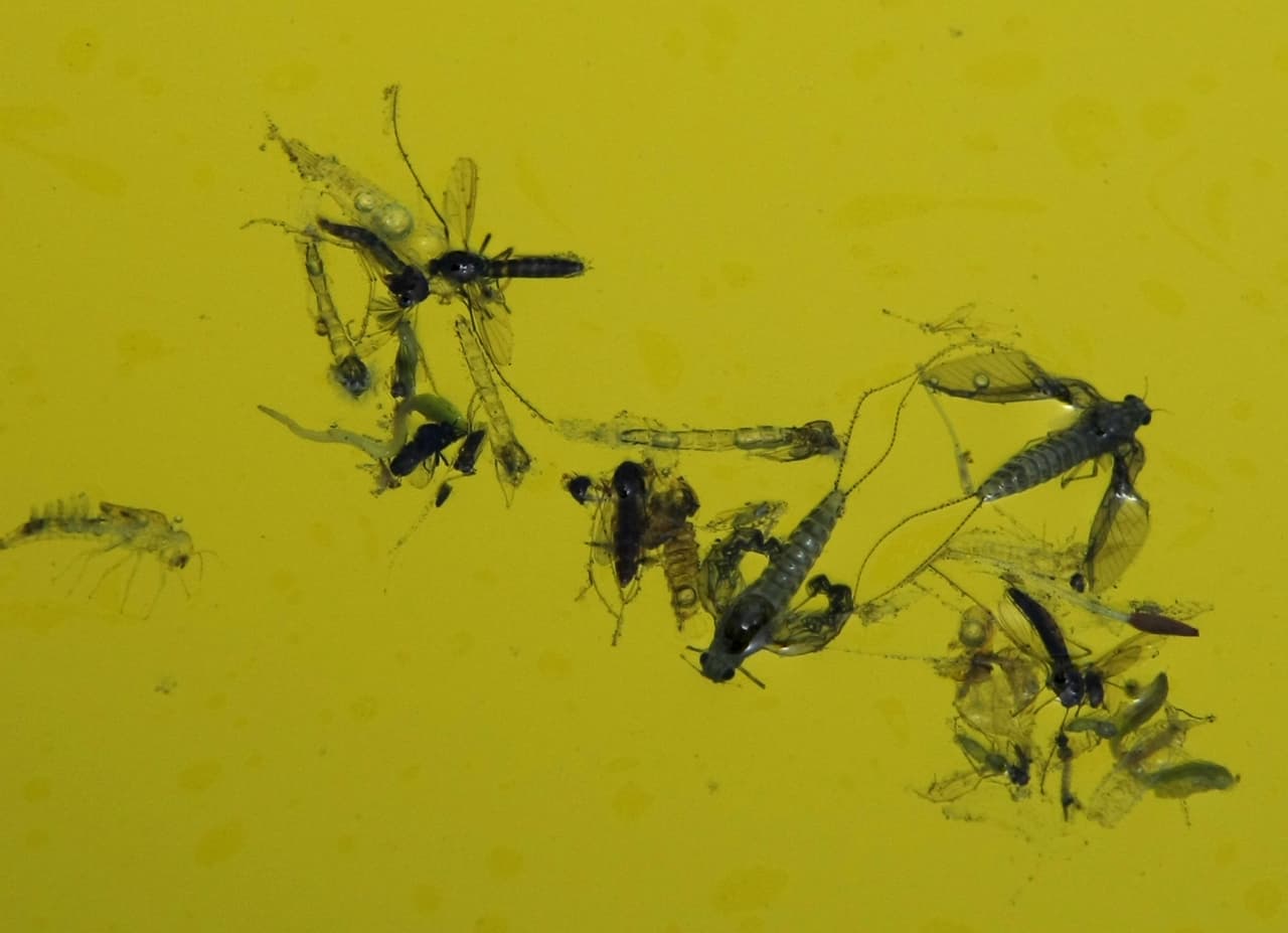 Según las autoridades de salud, “los mosquitos
<a href="http://publichealth.lacounty.gov/media/westnile/">pueden reproducirse en cantidades muy pequeñas de agua</a>, incluso en tapas de botellas”.