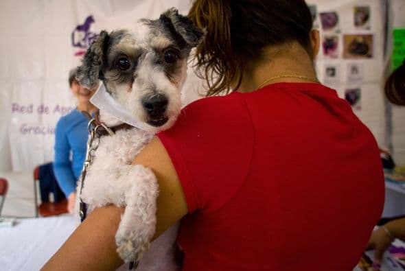 La terapia pretende promover la reinserción de menores a partir del cuidado de un perro.