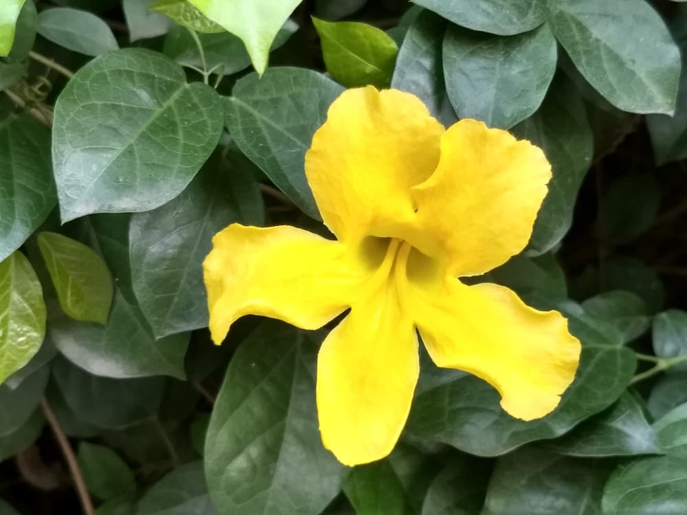 No obstante, la realidad es que si no fuera por eso, ni nos daríamos cuenta pues en realidad se trata de una gran liana trepadora o rastrea que alcanza hasta los 20 metros de altura y 40 metros de longitud. Tiene unas bellas flores de color amarillo que la rodean.