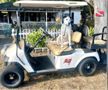 "Apollo" conoce muchos comandos en lenguaje de señas. El perro sabía algo de lenguaje de señas antes de ser adoptado y aprendió mucho de Goutoufas, un ex profesor adjunto de lenguaje de señas estadounidense, y su hija que estudiaba ASL en la universidad.
<br>
