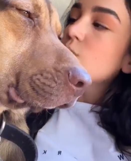 Según el relato de la hija de Eduardo Capetillo, Rocko fue rescatado de la calle cuando solo era un cachorro y formó parte de la familia durante dos años.
<br>