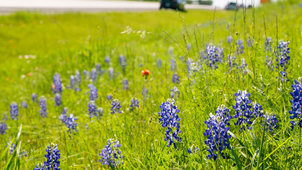 Las Bluebonnets crecen en las laderas de las autopistas en Texas y es común ver que los conductores que transitan por estás vías se detengan para tomar fotos. Las autoridades recomiendan siempre tomar todas las precauciones del caso para evitar accidentes o tragedias.