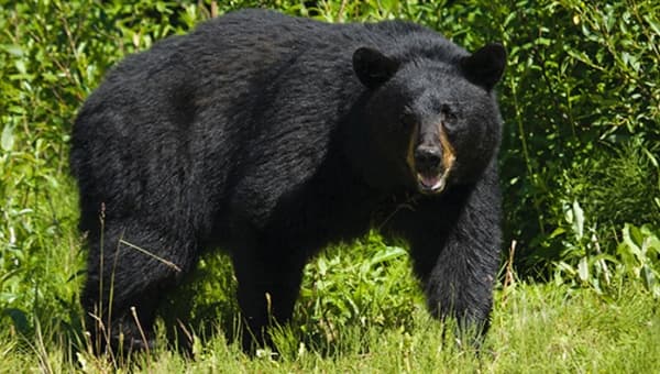 Osos negros en la mira: ¿por qué Florida planea una cacería tras 10 años de pausa?