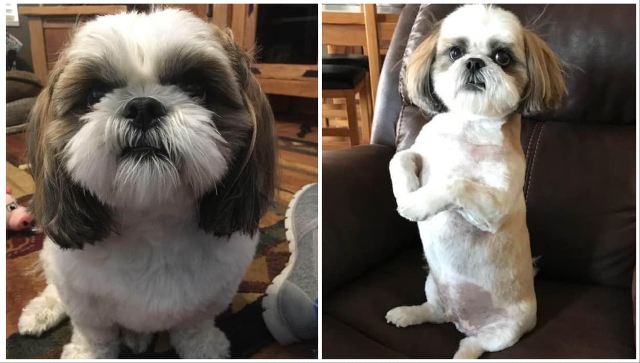 Reo, el perrito robado ya apareció a salvo y está con su familia