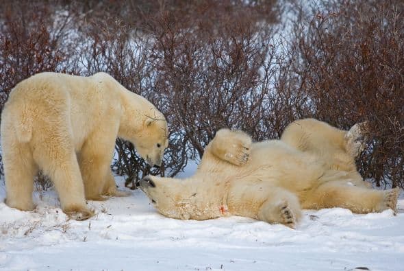 Con menos comida a su alcance y períodos de deshielo más prolongados, se ha registrado disminución en crecimiento y reducción de sus poblaciones.