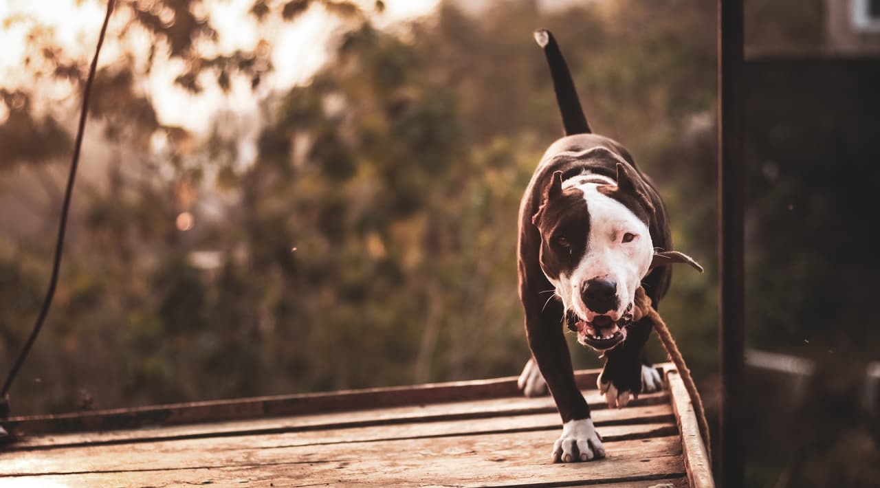 Dos pitbulls matan a un par de hermanos pequeños y la madre se encuentra en estado crítico en el hospital 