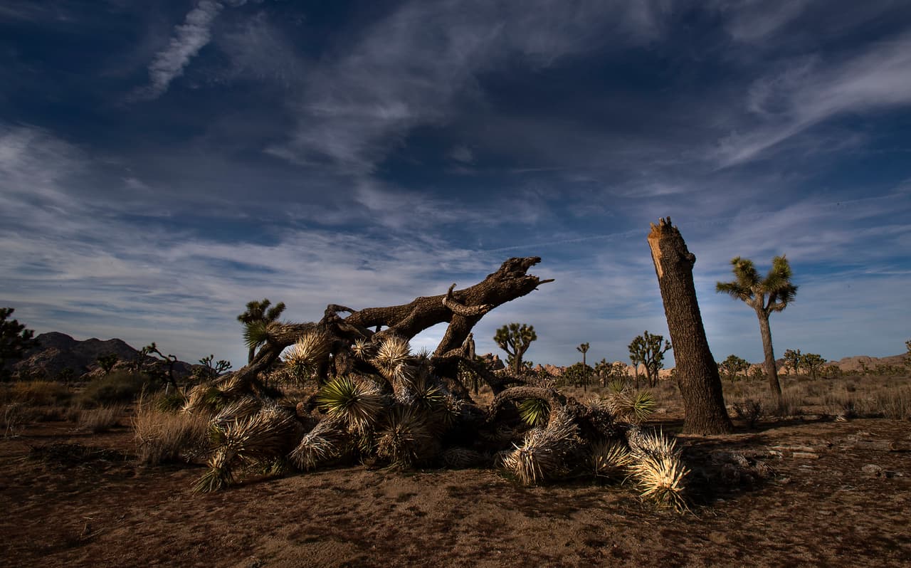 Un árbol joshua derribado por vándalos en el Parque Nacional Joshua Tree de California. Aunque los planes en la reserva desértica era cerrar a partir de este jueves, el miércoles el Servicio Nacional de Parques (NPS, por sus siglas en inglés) anunció que se habían liberado recursos para mantener funcionando las áreas abiertas.