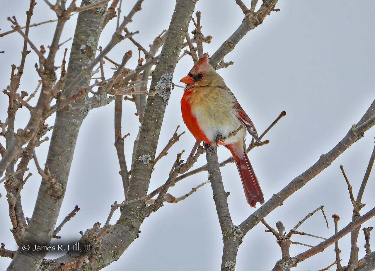 <b>Otras aves asombrosas</b>: Un observador de aves en Pensilvania, James Hill, tuvo un avistamiento de aves "único en la vida": un cardenal que es mitad macho y mitad hembra. La emblemática ave se caracteriza por su color rojo intenso y quedó captada con la cámara del entusiasta en un comedero de Grand Valley en el condado de Warren.