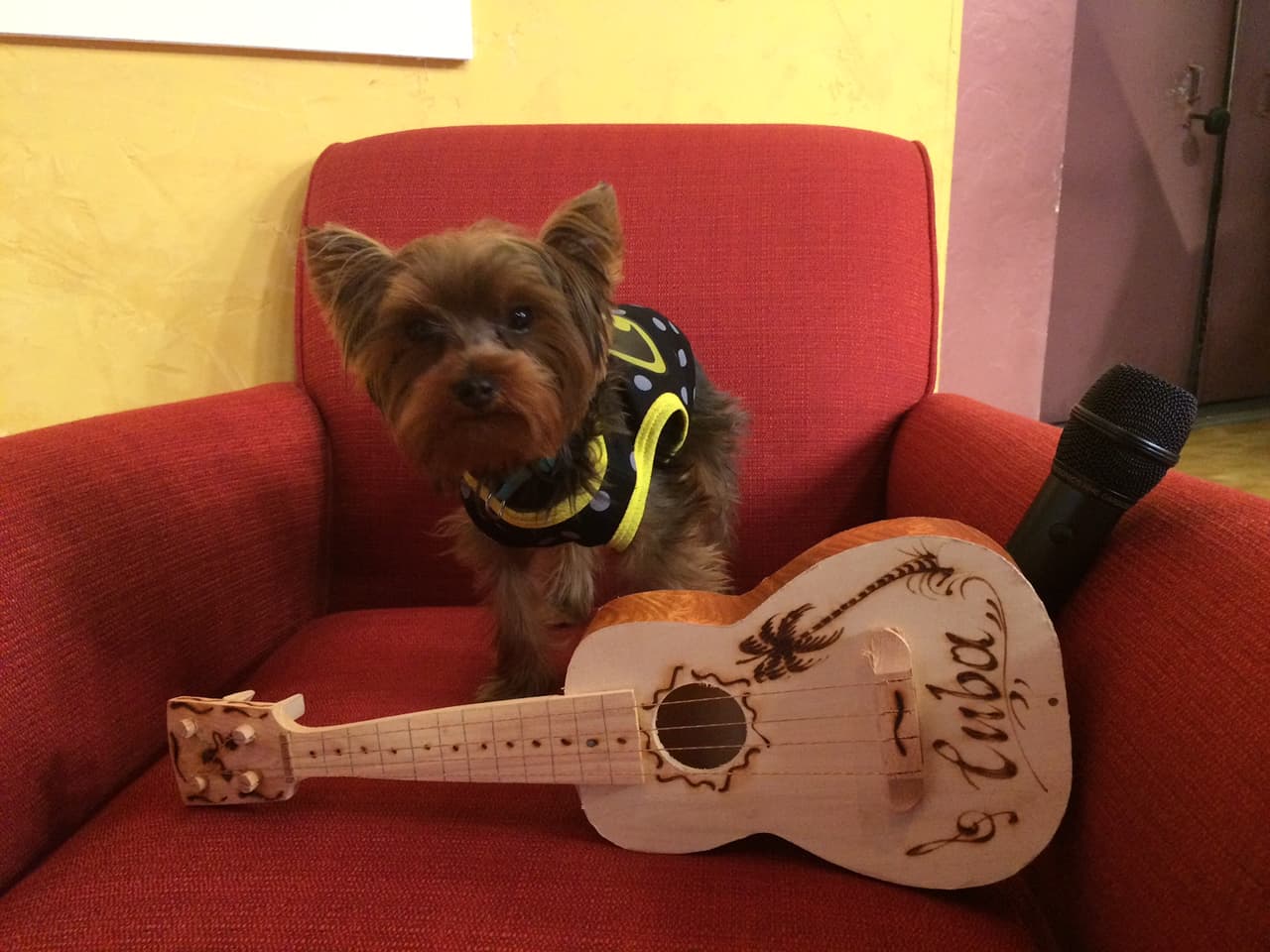 Parece que a Tobi le encanta la música y quiere aprender a tocar la guitarra.