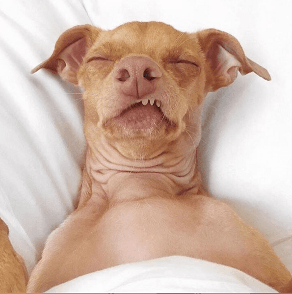 Un perrito bastante flojo, para describir su mood del día.